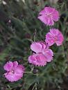 Click image for larger version. 

Name:	SH6149 -1005 25-Pinks-Dianthus.jpg 
Views:	198 
Size:	251.6 KB 
ID:	13885