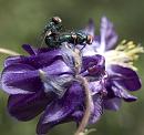 Click image for larger version. 

Name:	SH6250 -1005 26-Greenbottle.jpg 
Views:	196 
Size:	376.6 KB 
ID:	13889