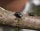 Click image for larger version. 

Name:	SH5921 -1005 25-Greenbottle Fly.jpg 
Views:	158 
Size:	308.7 KB 
ID:	13894