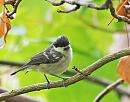 Click image for larger version. 

Name:	Coal Tit (Periparus ater)DSC_0035.jpg 
Views:	480 
Size:	92.9 KB 
ID:	13936