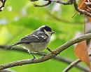 Click image for larger version. 

Name:	Coal Tit (Periparus ater) DSC_0038.jpg 
Views:	360 
Size:	88.5 KB 
ID:	13937