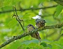 Click image for larger version. 

Name:	Nuthatch (Sitta europaea) DSC_0188.jpg 
Views:	339 
Size:	96.5 KB 
ID:	13941