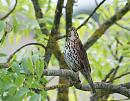 Click image for larger version. 

Name:	Song Thrush (Turdus philomelos)  DSC_0161.jpg 
Views:	164 
Size:	103.3 KB 
ID:	13945