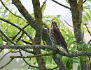 Click image for larger version. 

Name:	Song Thrush (Turdus philomelos)  DSC_0157.jpg 
Views:	158 
Size:	134.5 KB 
ID:	13946