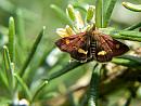 Click image for larger version. 

Name:	SH7340 -1006 02 -MInt_Moth-Pyrausta_aurata.jpg 
Views:	212 
Size:	418.3 KB 
ID:	13950