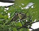 Click image for larger version. 

Name:	Blue Tit (Cyanistes caeruleus) DSC_0116.jpg 
Views:	206 
Size:	94.6 KB 
ID:	13953