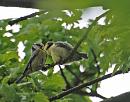 Click image for larger version. 

Name:	Blue Tit (Cyanistes caeruleus) DSC_0117.jpg 
Views:	200 
Size:	97.4 KB 
ID:	13954