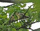 Click image for larger version. 

Name:	Blue Tit (Cyanistes caeruleus) DSC_0118.jpg 
Views:	203 
Size:	97.8 KB 
ID:	13955