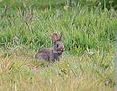 Click image for larger version. 

Name:	Wild Rabbit (Oryctolagus cuniculus) DSC_0049.jpg 
Views:	8439 
Size:	170.2 KB 
ID:	13957