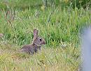 Click image for larger version. 

Name:	Wild Rabbit (Oryctolagus cuniculus) DSC_0053.jpg 
Views:	2773 
Size:	159.6 KB 
ID:	13958