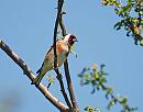 Click image for larger version. 

Name:	Goldfinch (Carduelis carduelis)  DSC_0151.JPG 
Views:	185 
Size:	81.4 KB 
ID:	13972