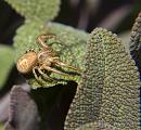 Click image for larger version. 

Name:	SH7382 -1006 02-Crab Spider.jpg 
Views:	667 
Size:	436.1 KB 
ID:	13979