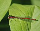 Click image for larger version. 

Name:	Large red Damselfly (Pyrrhosoma nymphula) DSC_0195.jpg 
Views:	242 
Size:	81.3 KB 
ID:	13991