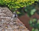 Click image for larger version. 

Name:	Pied Wagtail (Motacilla alba)  DSC_0232.jpg 
Views:	226 
Size:	104.2 KB 
ID:	13995