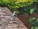 Click image for larger version. 

Name:	Pied Wagtail (Motacilla alba)  DSC_0233.jpg 
Views:	226 
Size:	99.5 KB 
ID:	13996