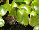 Click image for larger version. 

Name:	Red Damselflies mating.jpg 
Views:	207 
Size:	162.6 KB 
ID:	14006