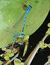 Click image for larger version. 

Name:	Azure Damselfly (Coenagrion puella) DSC_0240.jpg 
Views:	195 
Size:	115.7 KB 
ID:	14007