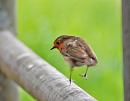 Click image for larger version. 

Name:	Robin (Erithacus rubecula) DSC_0092.jpg 
Views:	175 
Size:	66.6 KB 
ID:	14009