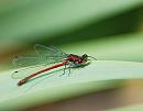 Click image for larger version. 

Name:	Large Red Damselfly (Pyrrhosoma nymphula) DSC_0154.jpg 
Views:	216 
Size:	65.8 KB 
ID:	14010