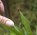 Click image for larger version. 

Name:	SH8175 -1006 08-Horsehair_Worm-Nematomorpha.jpg 
Views:	12597 
Size:	318.9 KB 
ID:	14031