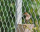 Click image for larger version. 

Name:	Blackcap (Sylvia atricapilla) DSC_0036.jpg 
Views:	186 
Size:	149.3 KB 
ID:	14037