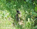 Click image for larger version. 

Name:	Blackcap (Sylvia atricapilla) DSC_0123.jpg 
Views:	186 
Size:	174.6 KB 
ID:	14040