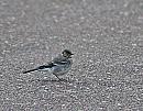 Click image for larger version. 

Name:	Pied Wagtail (Motacilla alba) DSC_0126.jpg 
Views:	709 
Size:	156.7 KB 
ID:	14062