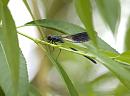 Click image for larger version. 

Name:	SH8527 -1006 10-Calopteryx_splendens-Banded_Demoiselle.jpg 
Views:	163 
Size:	255.4 KB 
ID:	14065