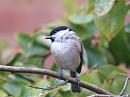 Click image for larger version. 

Name:	willowtit.jpg 
Views:	148 
Size:	229.2 KB 
ID:	1407