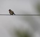 Click image for larger version. 

Name:	SH8768 -1006 11-Goldfinch-Carduelis_carduelis.jpg 
Views:	199 
Size:	181.5 KB 
ID:	14075