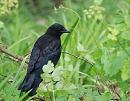 Click image for larger version. 

Name:	Crow (Corvus corone) DSC_0069.jpg 
Views:	482 
Size:	103.3 KB 
ID:	14079
