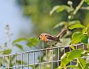 Click image for larger version. 

Name:	Robin (Erithacus rubecula) DSC_0037.jpg 
Views:	206 
Size:	95.0 KB 
ID:	14090