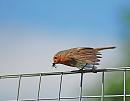 Click image for larger version. 

Name:	Robin (Erithacus rubecula) DSC_0058.jpg 
Views:	202 
Size:	59.6 KB 
ID:	14092