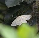 Click image for larger version. 

Name:	SH9037 -1006 12-Blood_Vein Moth-Timandra_comae.jpg 
Views:	168 
Size:	309.5 KB 
ID:	14095