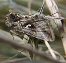 Click image for larger version. 

Name:	SH8949 -1006 12-Silver Y Moth - Autographa_gamma.jpg 
Views:	185 
Size:	280.6 KB 
ID:	14099