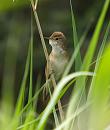 Click image for larger version. 

Name:	reed_warbler_P6132869.jpg 
Views:	268 
Size:	135.7 KB 
ID:	14104