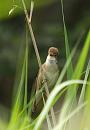 Click image for larger version. 

Name:	reed_warbler_P6132865.jpg 
Views:	244 
Size:	126.9 KB 
ID:	14105