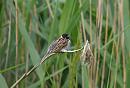 Click image for larger version. 

Name:	reed_bunting_P6132771-2.jpg 
Views:	226 
Size:	127.8 KB 
ID:	14107