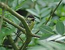 Click image for larger version. 

Name:	Great Tit (Parus major) DSC_0169.jpg 
Views:	533 
Size:	119.3 KB 
ID:	14110