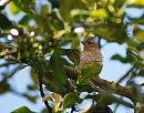 Click image for larger version. 

Name:	Chaffinch (Fringilla coelebs) DSC_0082.jpg 
Views:	527 
Size:	110.8 KB 
ID:	14112