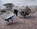 Click image for larger version. 

Name:	Mallard (Anas platyrhynchos) DSC_0006.jpg 
Views:	412 
Size:	200.3 KB 
ID:	14130