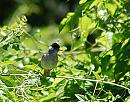 Click image for larger version. 

Name:	Blackcap ( Sylvia atricapilla) DSC_0079.jpg 
Views:	175 
Size:	148.8 KB 
ID:	14158