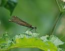 Click image for larger version. 

Name:	Beautiful Demoiselle (Calopteryx virgo) DSC_0019.jpg 
Views:	227 
Size:	80.4 KB 
ID:	14161