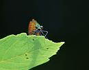 Click image for larger version. 

Name:	Beautiful Demoiselle (Calopteryx virgo) DSC_0048.jpg 
Views:	188 
Size:	62.4 KB 
ID:	14162
