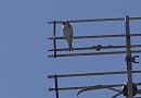 Click image for larger version. 

Name:	SH9437 -1006 16-Goldfinch-Carduelis.jpg 
Views:	203 
Size:	282.8 KB 
ID:	14167