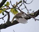 Click image for larger version. 

Name:	Chiffchaff.jpg 
Views:	220 
Size:	77.2 KB 
ID:	142