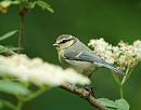 Click image for larger version. 

Name:	Blue Tit (Cyanistes caeruleus) DSC_0209.jpg 
Views:	244 
Size:	73.5 KB 
ID:	14206