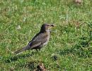 Click image for larger version. 

Name:	Blackbird (Turdus merula) DSC_0147.JPG 
Views:	197 
Size:	201.9 KB 
ID:	14215