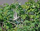 Click image for larger version. 

Name:	Whitethroat (Sylvia communis) DSC_0054.jpg 
Views:	138 
Size:	138.6 KB 
ID:	14218