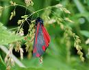 Click image for larger version. 

Name:	Cinnabar moth (Tyria jacobaeae) DSC_0239.jpg 
Views:	484 
Size:	95.7 KB 
ID:	14254
